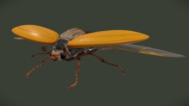 [STUDENTWORK] Cockchafer 3D Model