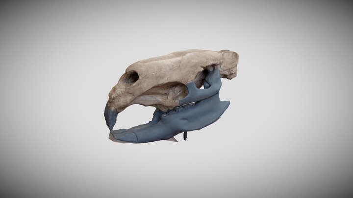 Craneo de Roedor fósil gigante 3D Model