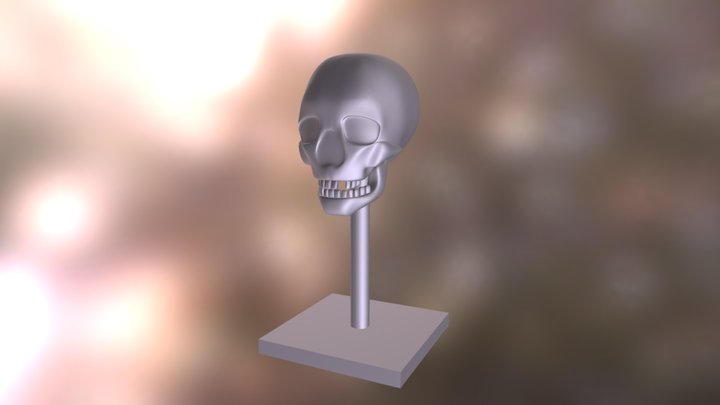 Skull 3D Model