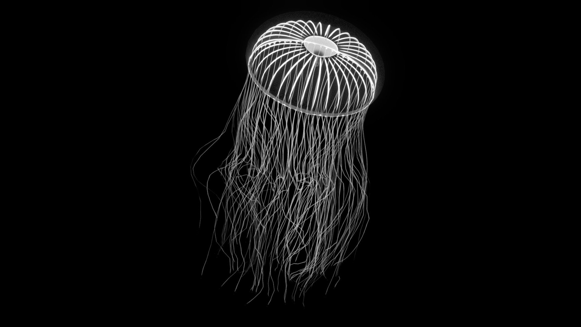 Crystal Jellyfish (Leptomedusae) Download Free 3D model by n