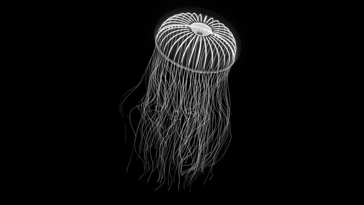 Crystal Jellyfish (Leptomedusae) 3D Model
