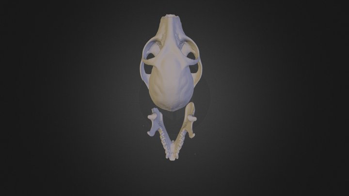 USNM63355 Cranium Mandible -600 3D Model