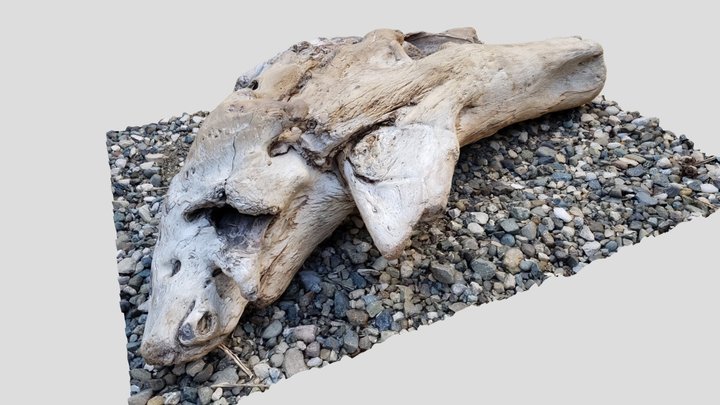Driftwood 001