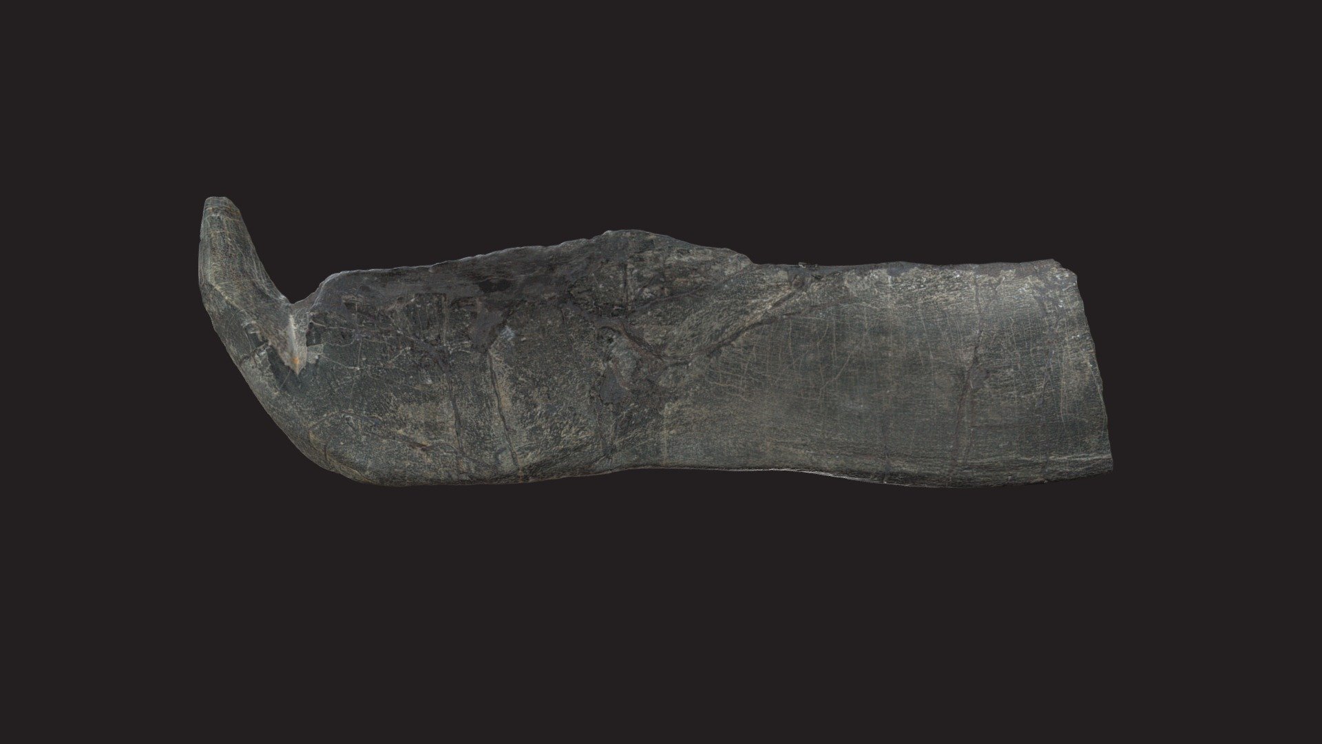 CMNH 8031, Holdenius holdeni infragnathal 3D model by Cleveland