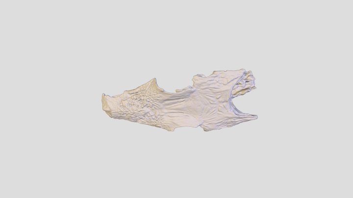 Mia Andahazy, Alexandra Jackson_Sea Robin Skull 3D Model