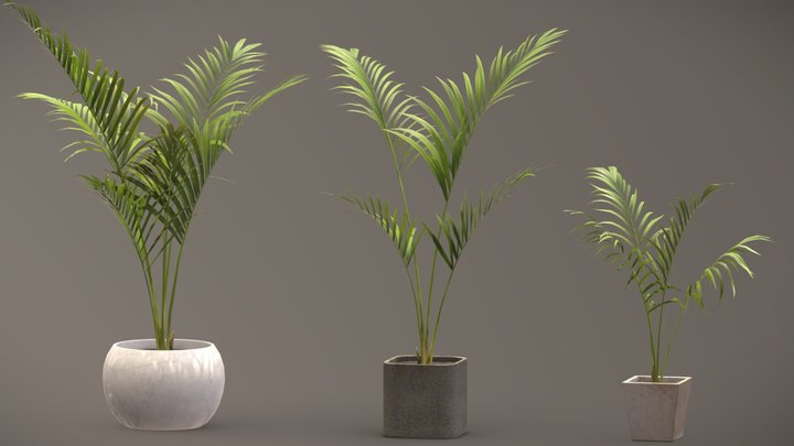 Indoor Outdoor Plants(Areca Plants) 3D Model