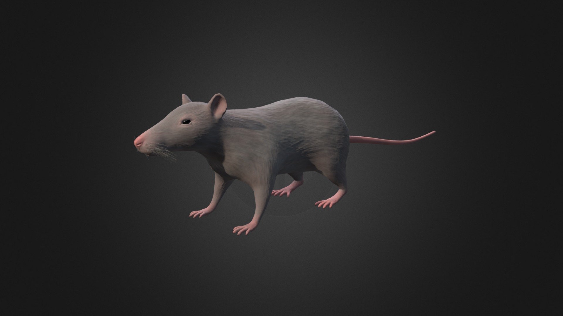 Мышь 3д модель