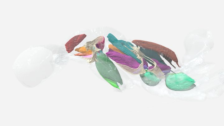 Myrmecia nigrocincta · 3D model preview