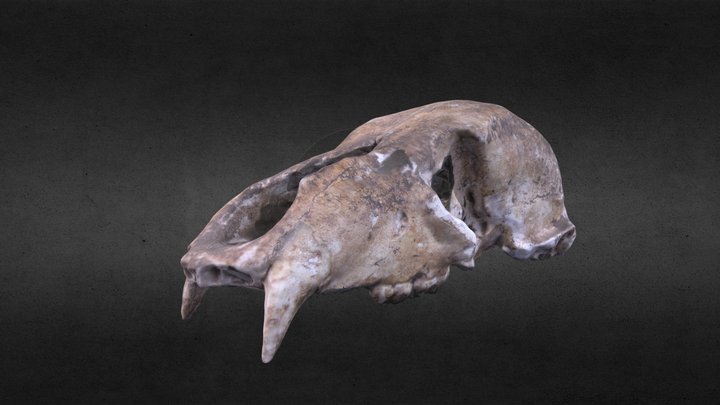Cráneo de oso 3D Model