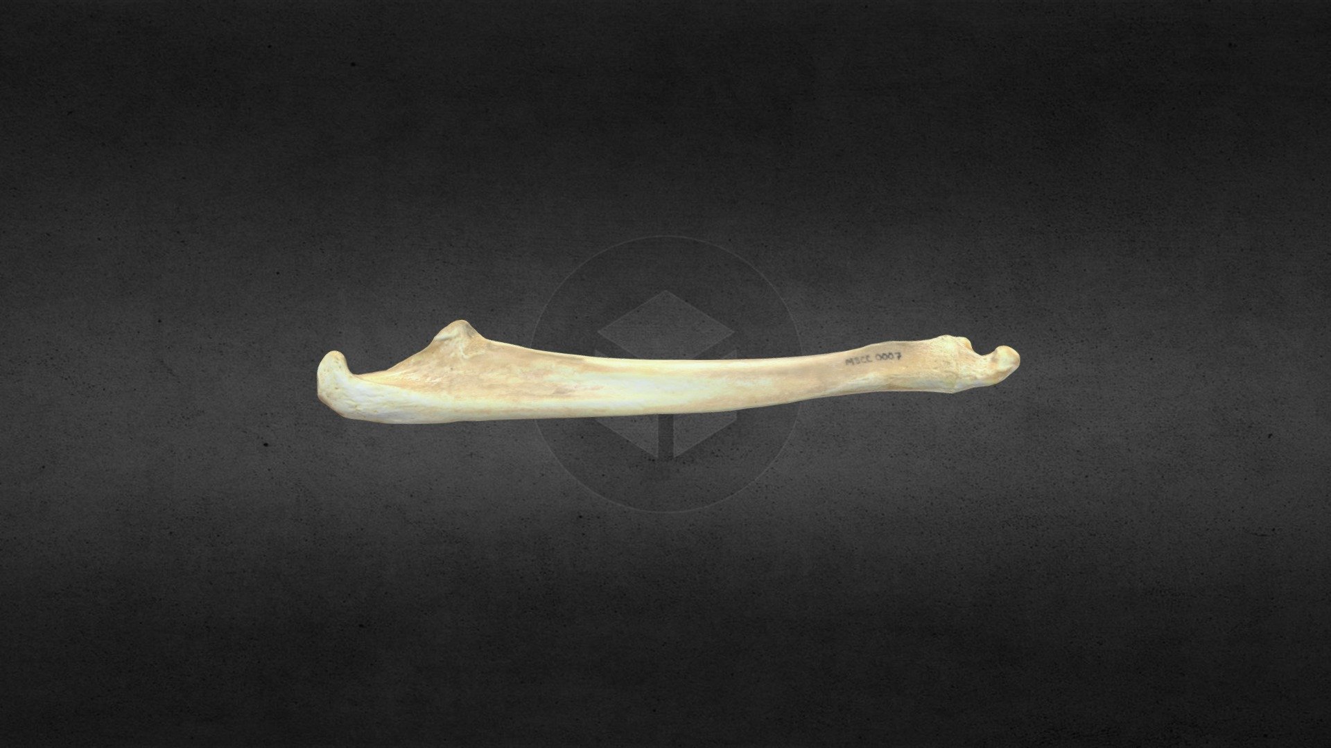MSCC007 Ursus americanus Right Ulna