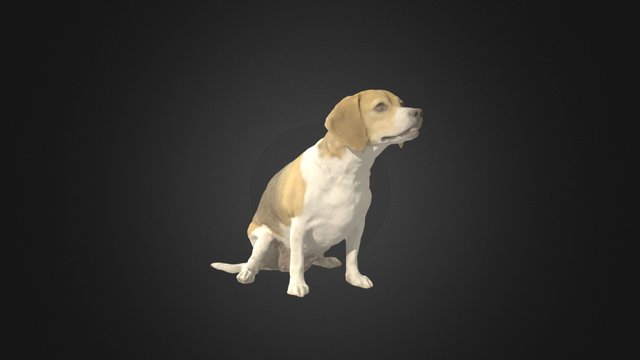 Daisy 3D Model