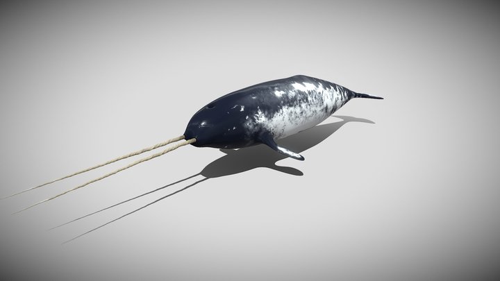 Narwhal or narwhale (Monodon monoceros) 3D Model