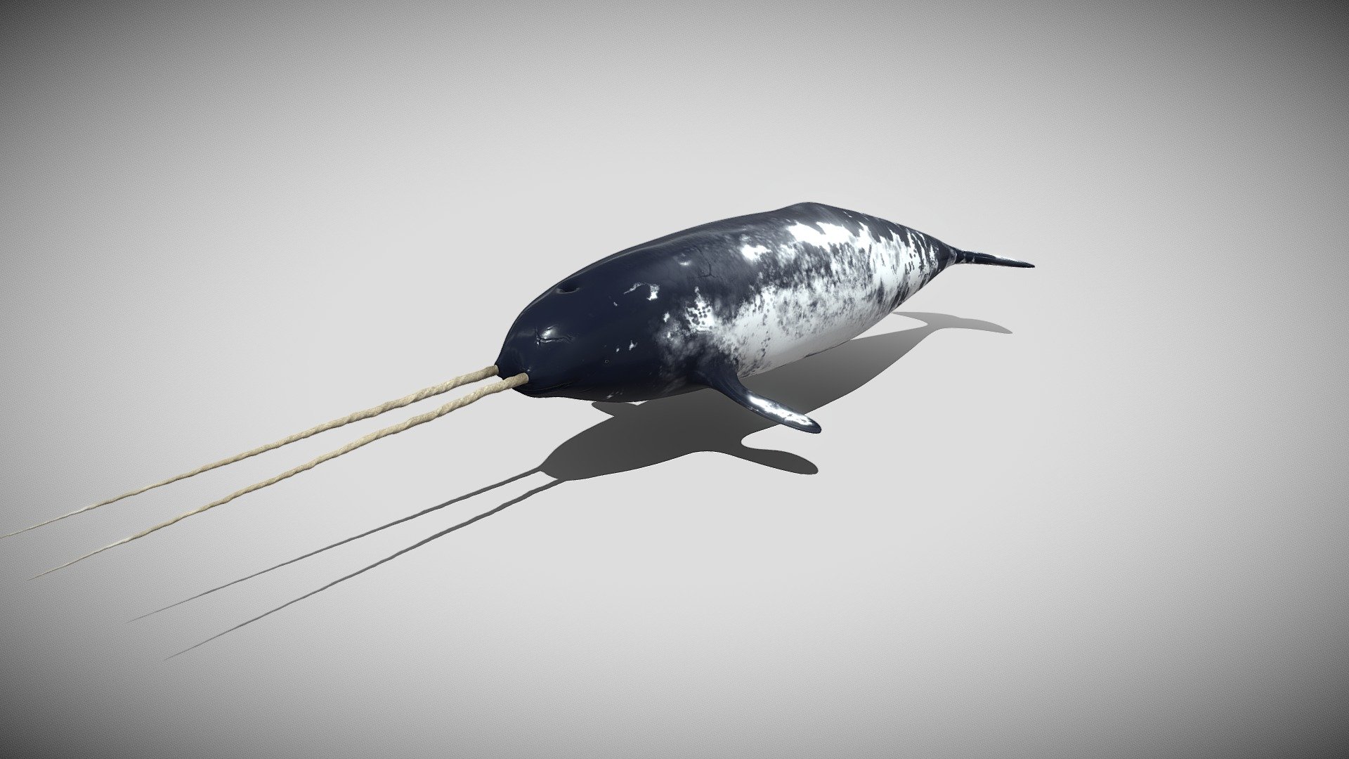 Narwhal or narwhale (Monodon monoceros) Download Free 3D model by