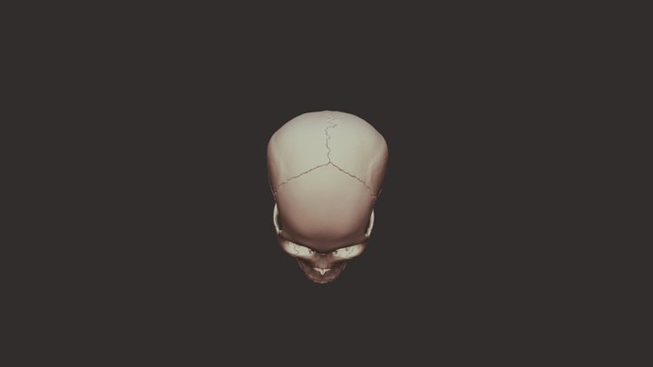 visible_interactive_human_-_exploding_skull 3D Model