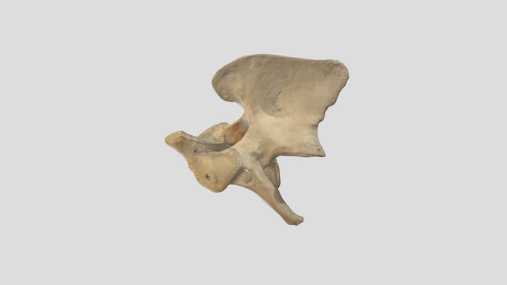Axis Dog 3D Model