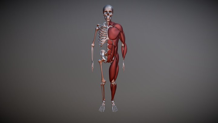 Project1_AnotomyStudies 3D Model