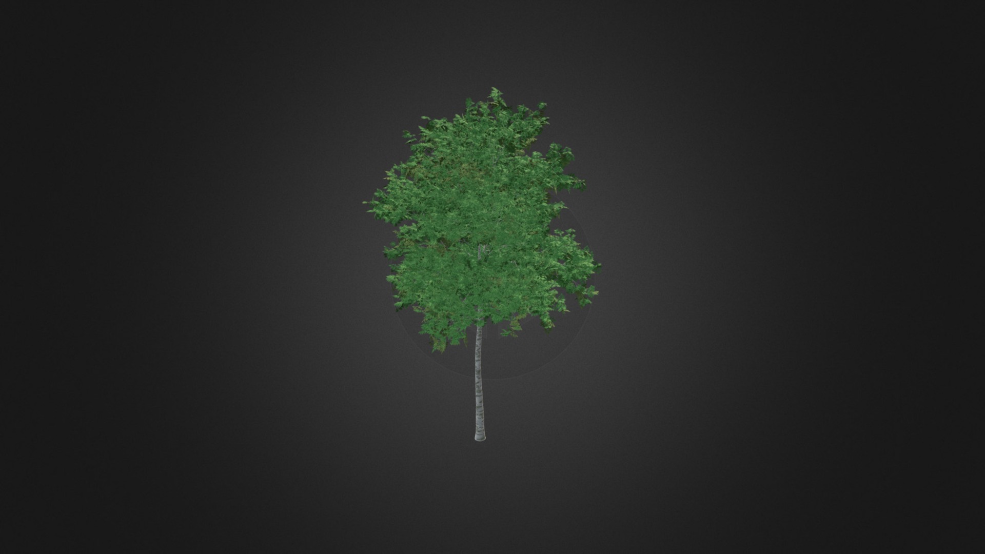 3D model Silver Birch (Betula pendula) 5.5m - This is a 3D model of the Silver Birch (Betula pendula) 5.5m. The 3D model is about arrow.