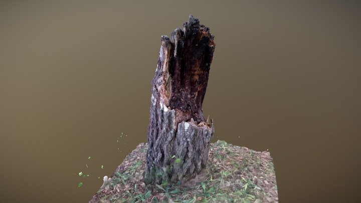 Decrepit stump: 3D Scan Reference 3D Model