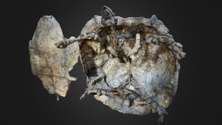 Titanochelon perpiniana – Modèle 3D gratuit STL