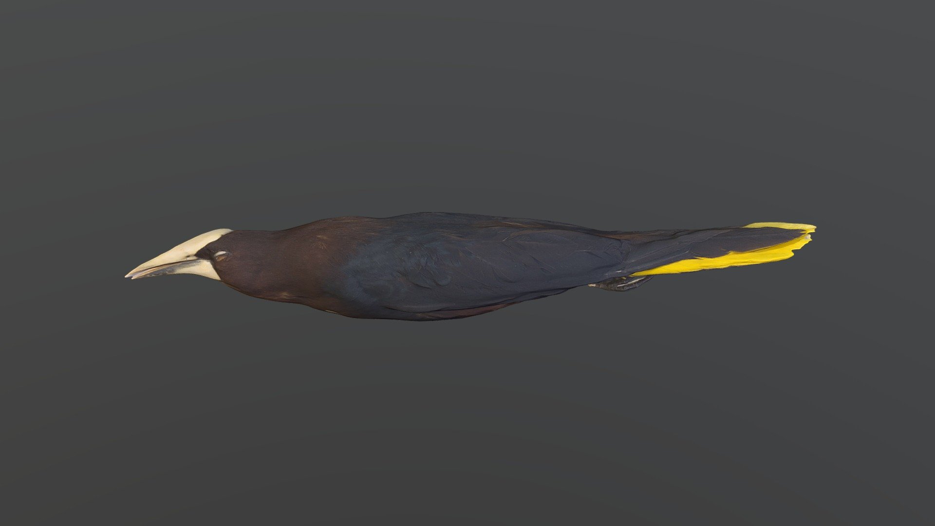 Chestnut-headed Oropendola - Psarocolius wagleri