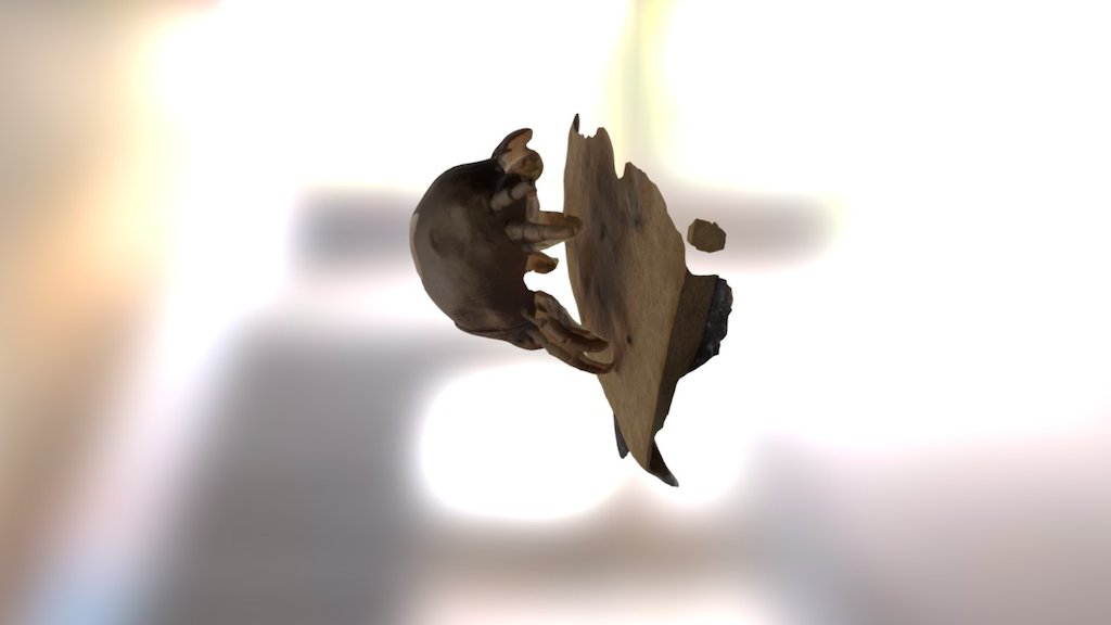 Dust mite — Sketchfab embed 3D viewer