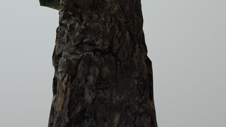 TREE_gurtej 3D Model
