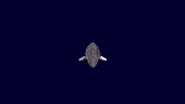 humpback whale