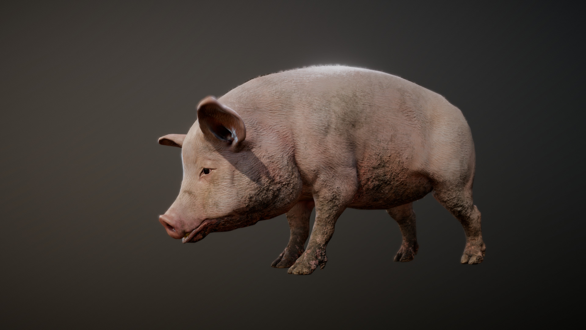 3D model PIG ANIMATIONS - This is a 3D model of the PIG ANIMATIONS. The 3D model is about a pig with a black background.