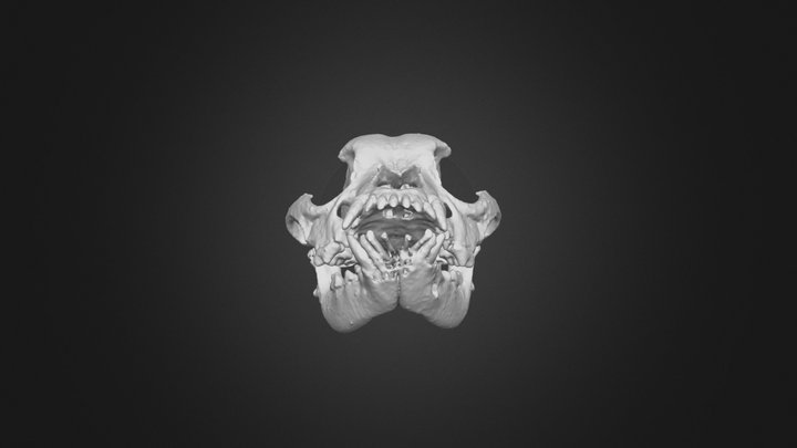Boston Terrier Skull with Plasma Cell Tumor 3D Model