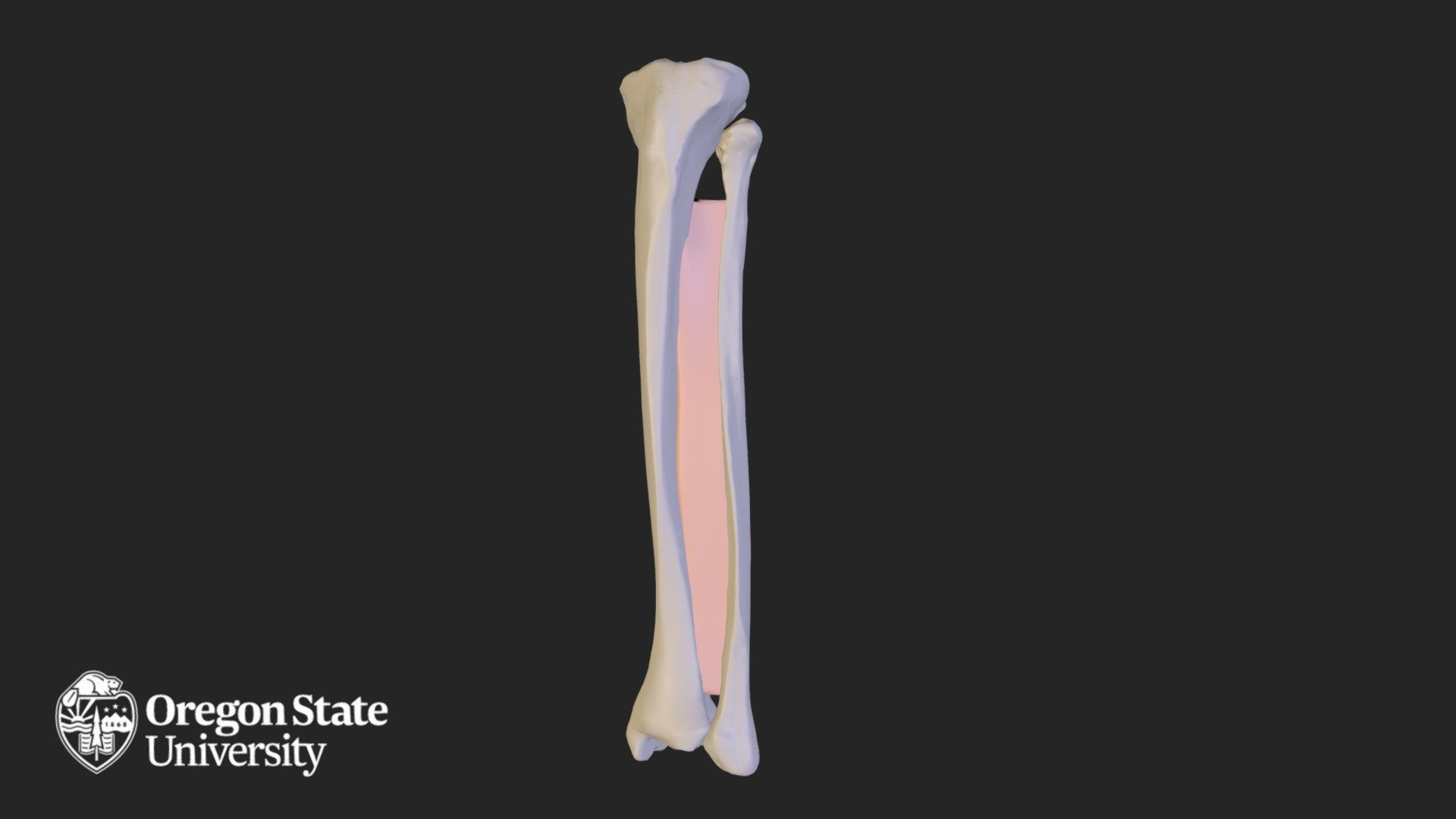 Leg