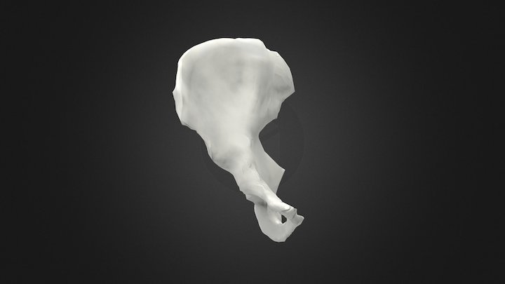 pelvis 3D Model