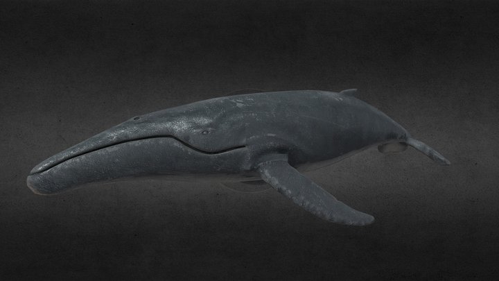 Humpback Whale 3D Model