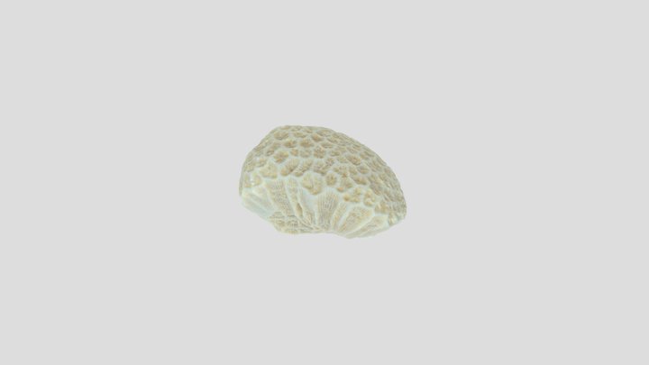 サンゴ　Coral 3D Model
