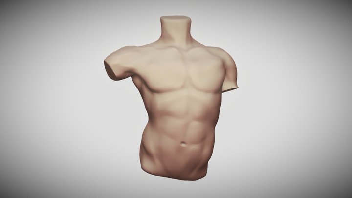 Torso study 3D Model