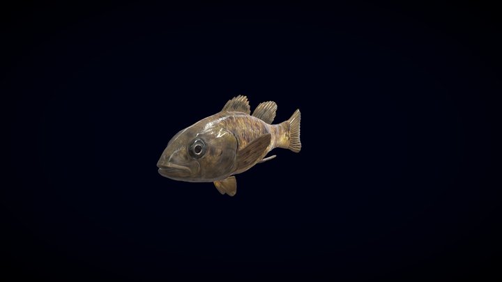 pez carmelita 3D Model