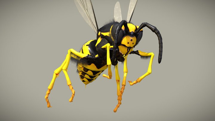 Wasp - Vespula Germanica 3D Model