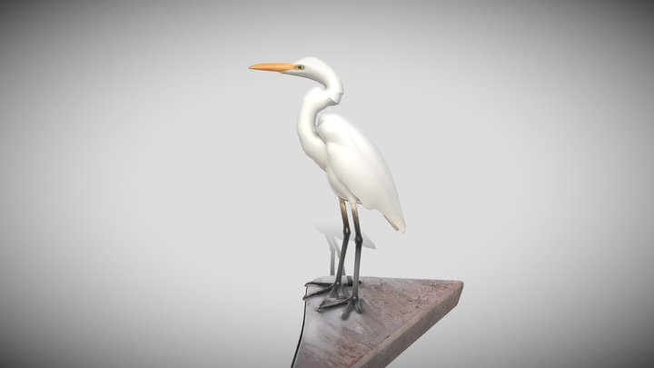 Ardea Alba 3D Model