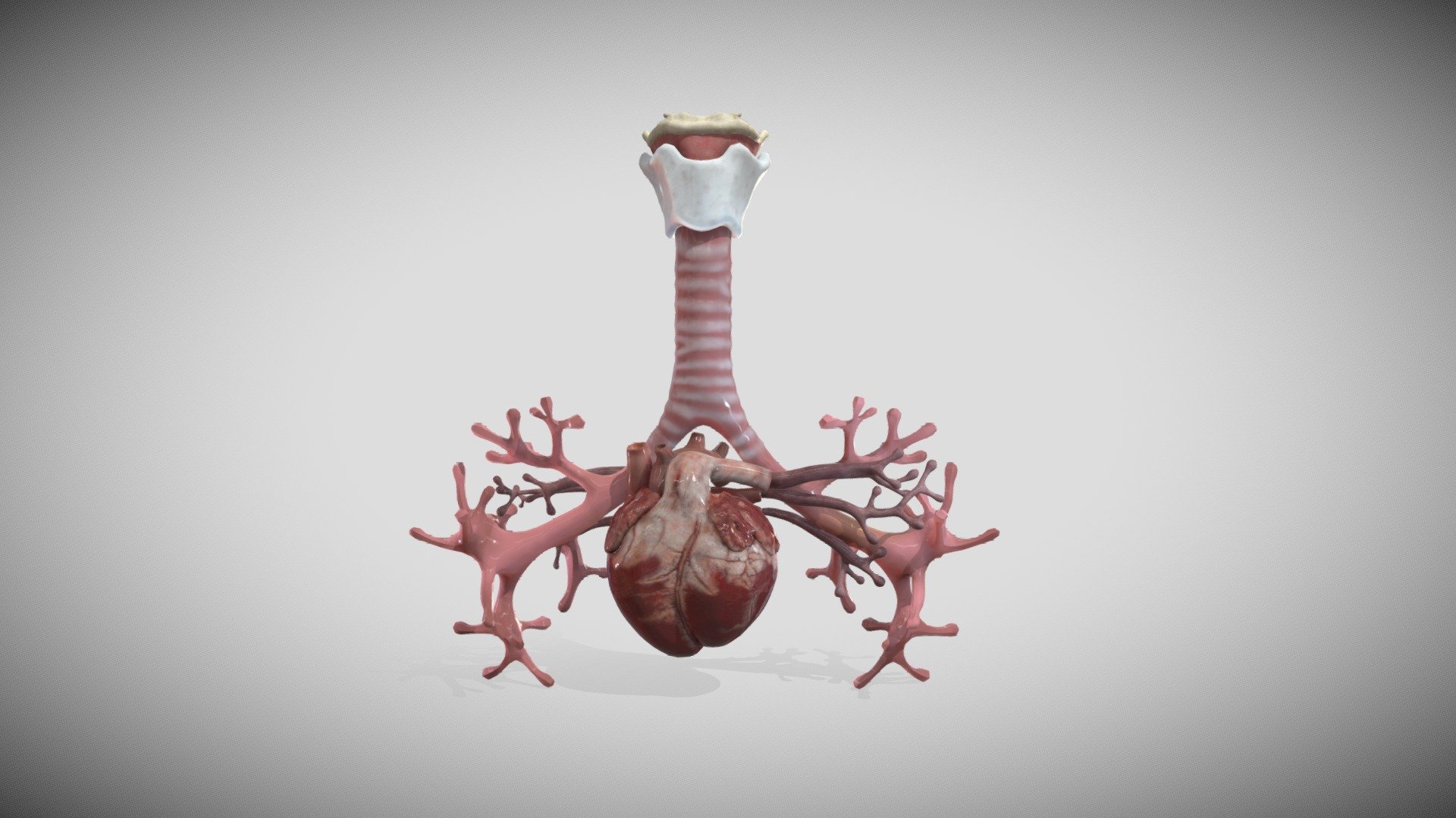 8 week embryonic heart and bronchial airways — Sketchfab embed 3D viewer