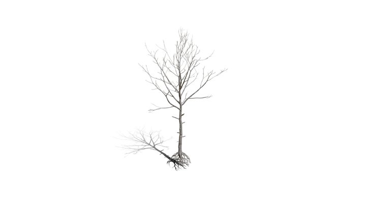 Realistic HD Northern red oak (125/138) 3D Model