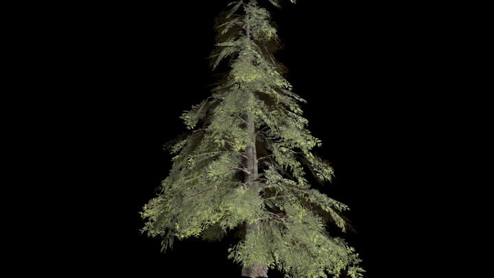 Conifer (medium-Poly) – Modello 3D gratuito STL