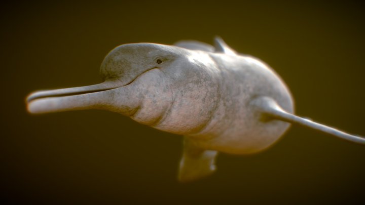 Amazon Rriver Dolphin 3D Model