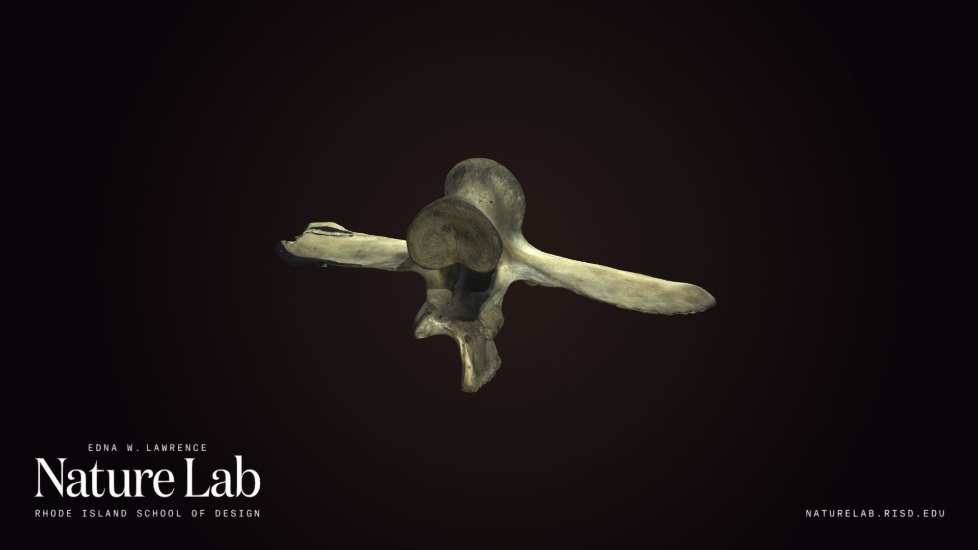 Giraffe Vertebra
