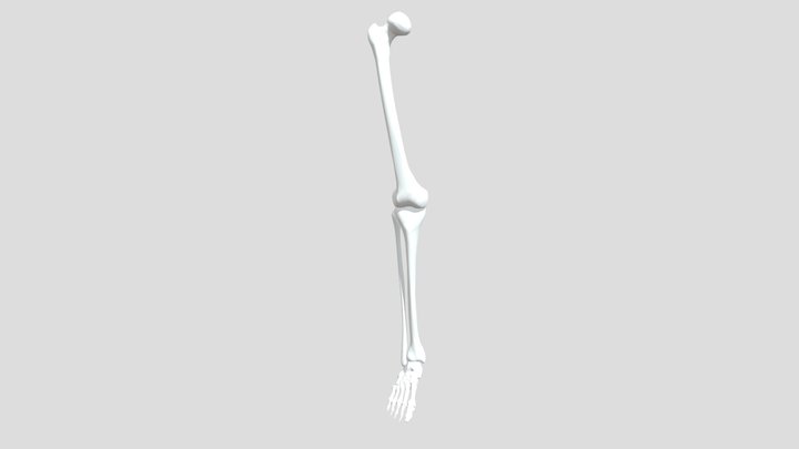 Leg bone 3D Model