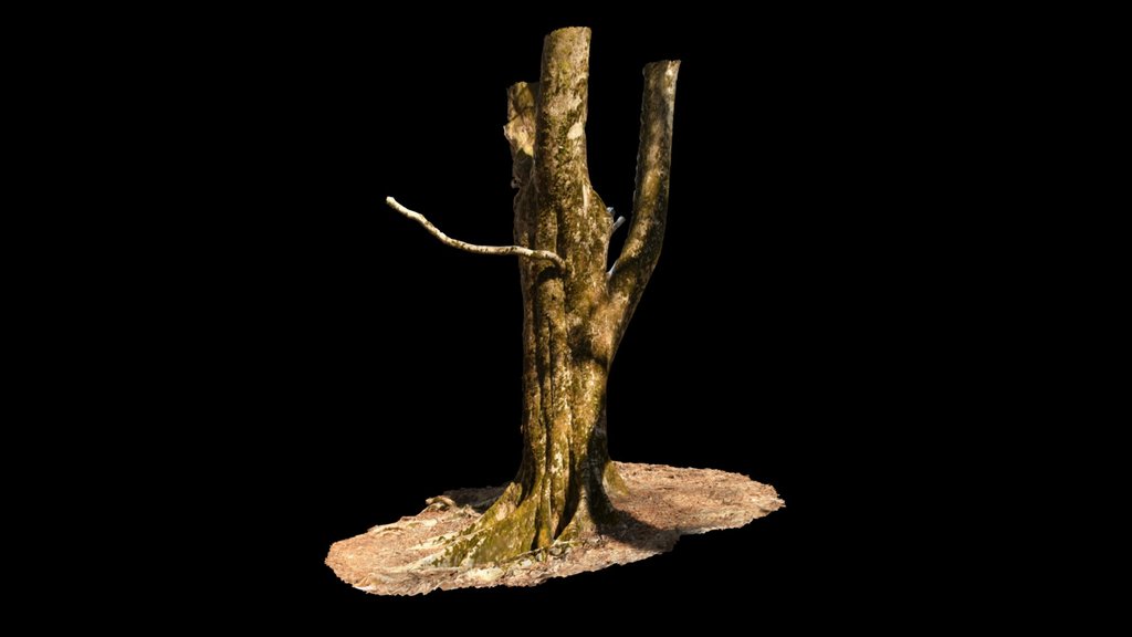 CC0 ブナ Japanese Beech, Fagus crenata