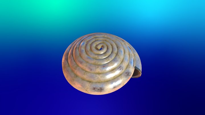 shell 3D Model