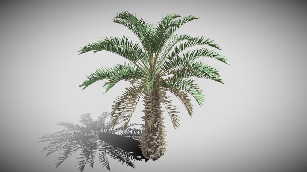 Realistic Palm Tree Free