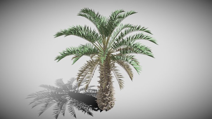 Realistic Palm Tree Free 3D Model