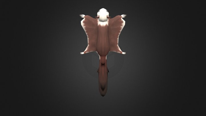 白面鼯鼠 3D Model