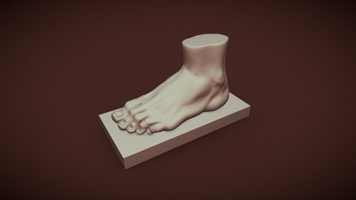 Feet Anatomy 3D Model