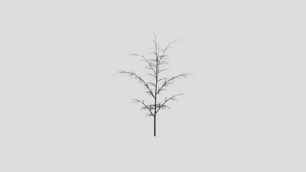 Norway Maple Tree